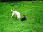Sunnie och Alfon har hittat något att lukta på i gräset