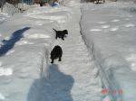 På söndagen fick Piff och Puff bekanta sig med snön för första gången i sina liv. Det blev visserligen bara ca 5 minuter då det var ganska kallt ute.