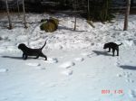 Piff spanar in något i skogen och Puff smakar lite på snön.